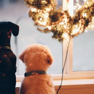 Estos son los mejores regalos de Navidad para tus mascotas