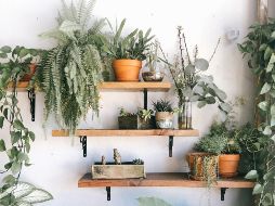 Hay diversas plantas resistentes al sol para embellecer tu balcón. Unsplash.