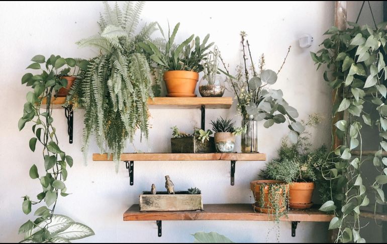 Hay diversas plantas resistentes al sol para embellecer tu balcón. Unsplash.