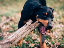 Decidirse por un animal en particular para tener como mascota no es una tarea fácil.