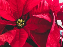 La flor sigue creciendo en estado salvaje a lo largo de la costa mexicana en el Pacífico y en partes de Centroamérica hasta Costa Rica. UNSPLASH / J. Johnston