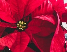 La flor sigue creciendo en estado salvaje a lo largo de la costa mexicana en el Pacífico y en partes de Centroamérica hasta Costa Rica. UNSPLASH / J. Johnston