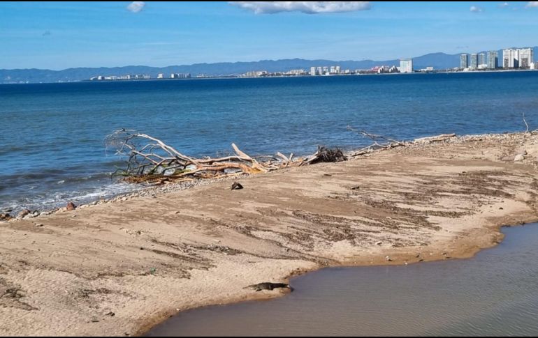 Habitantes de Puerto Vallarta dicen que es común ver cocodrilos en el Río Cuale. EL INFORMADOR / O. Álvarez