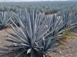 Actualmente el precio promedio pagado es de 10 pesos y 12 pesos al de mejor calidad. EL INFORMADOR / J. VELAZCO