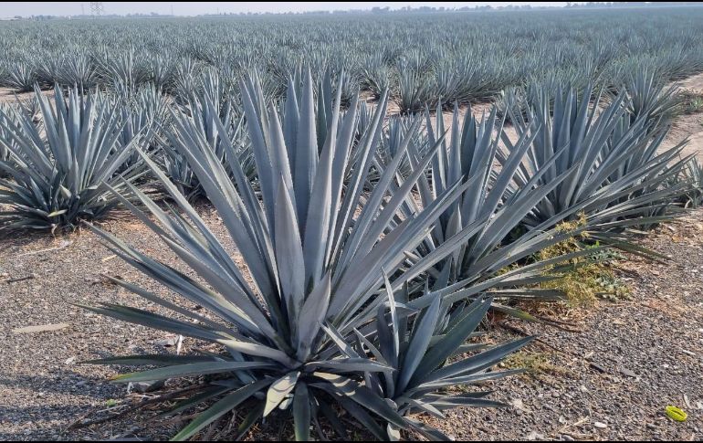 Actualmente el precio promedio pagado es de 10 pesos y 12 pesos al de mejor calidad. EL INFORMADOR / J. VELAZCO