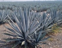 Actualmente el precio promedio pagado es de 10 pesos y 12 pesos al de mejor calidad. EL INFORMADOR / J. VELAZCO