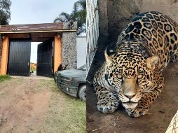 En ambos casos los predios y lo asegurado fueron puestos a disposición del MPF, quien continuará con la carpeta de investigación correspondiente. ESPECIAL / FGR en Jalisco