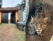En ambos casos los predios y lo asegurado fueron puestos a disposición del MPF, quien continuará con la carpeta de investigación correspondiente. ESPECIAL / FGR en Jalisco
