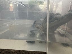 Según lo informado por la Secretaría, los oficiales se percataron que un hombre, al darse cuenta de su presencia, dejó una caja de plástico sobre una banca, por lo que de inmediato se aproximaron a revisar el contenido. CORTESÍA / SSE