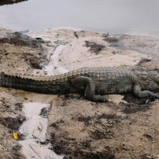 ¿Dónde hay cocodrilos en Puerto Vallarta?