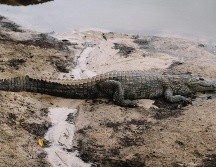El Santuario de Cocodrilos de Puerto Vallarta puede ser una buena opción a considerar para comprender la importancia de esta especie en el ecosistema. Unsplash.