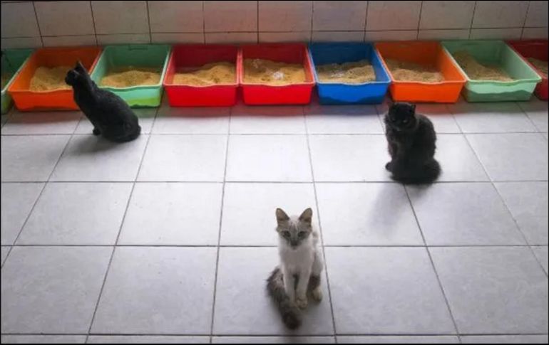 El contagio indirecto a través de las heces se considera la principal fuente de infección. Se recomienda limpiar el arenero todos los días y usar una pala por cada gato. AFP/C. Bouroncle