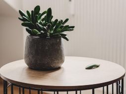 Estas adaptaciones no solo aseguran la supervivencia, sino que también preparan el escenario para el renacimiento cuando la primavera despierte nuevamente la naturaleza. Unsplash.