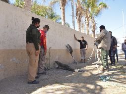¿A dónde llamar si requiero apoyo con algún animal silvestre o salvaje? Si se trata de una emergencia debe llamarse de inmediato al 911, sin embargo, si la situación es manejable puede llamarse al 33 31 38 30 98. ESPECIAL / GOB. TLAJOMULCO