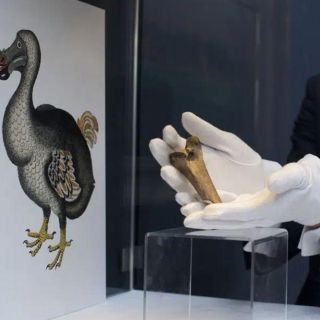 Los humanos, responsables de la extinción de más de mil especies de aves