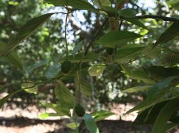 Esta es tu oportunidad para aspirar a una vacante de más de $540 mil pesos en Tamaulipas. EL INFORMADOR/ ARCHIVO