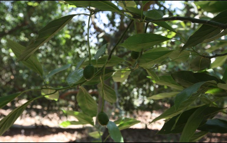 Esta es tu oportunidad para aspirar a una vacante de más de $540 mil pesos en Tamaulipas. EL INFORMADOR/ ARCHIVO