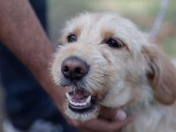 Proponen deducción de gastos veterinarios. SUN/ ARCHIVO