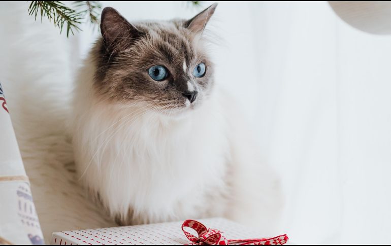 Aprovecha este gran descuento para consentir a los reyes del hogar. ESPECIAL / PEXELS Karolina Grabowska