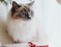 Aprovecha este gran descuento para consentir a los reyes del hogar. ESPECIAL / PEXELS Karolina Grabowska