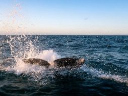 También hay zonas restringidas, en las cuales no se pueden realizar las actividades de observación de ballenas, debido a la concentración de ballenas con crías. AFP / ARCHIVO