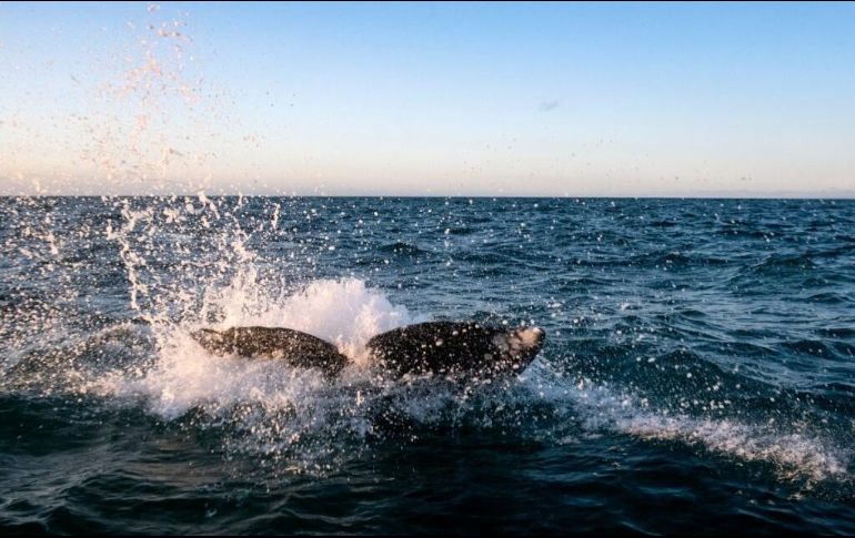 También hay zonas restringidas, en las cuales no se pueden realizar las actividades de observación de ballenas, debido a la concentración de ballenas con crías. AFP / ARCHIVO