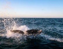 También hay zonas restringidas, en las cuales no se pueden realizar las actividades de observación de ballenas, debido a la concentración de ballenas con crías. AFP / ARCHIVO