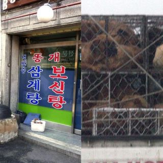 ¿En qué países todavía es legal comer perro?