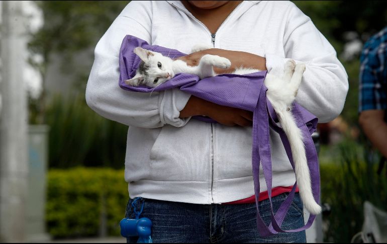 Si es necesario, colocale un abrigo a tu mascota. EL INFORMADOR/ ARCHIVO