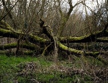 El horóscopo celta relacionaba los nacimientos con árboles designados a los dioses, ¿cuál es el tuyo? ESPECIAL / Freepik Wirestock