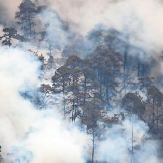 Jalisco es el más afectado por incendios en bosques
