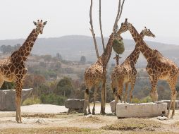 El Africam Safari preserva a diferentes jirafas. NOTIMEX/ARCHIVO