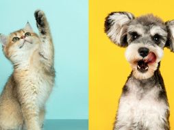 Protección Animal Guadalajara realiza este procedimiento sin costo. UNSPLASH / A. Nee