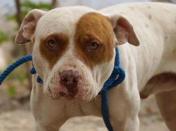 Los perros tienen oídos muy sensibles por lo que los ruidos fuertes los hacen sufrir. SUN/ ARCHIVO.