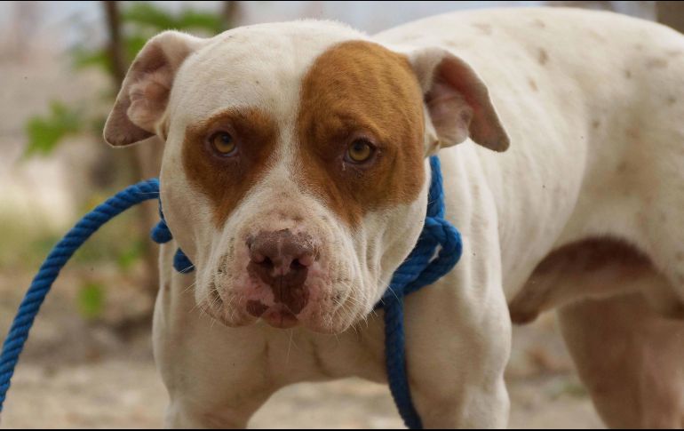 Los perros tienen oídos muy sensibles por lo que los ruidos fuertes los hacen sufrir. SUN/ ARCHIVO.