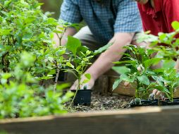 Recolecta las cáscaras de huevo y lávalas para eliminar restos de membranas. UNSPLASH / CDC