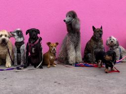 Los perros son fieles acompañantes del ser humano. ESPECIAL/ Foto de Hannah Lim en Unsplash