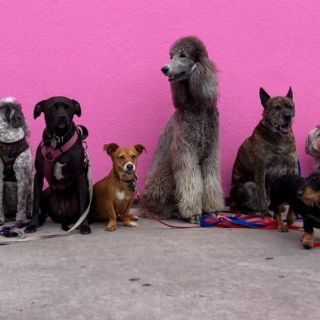 Estas son las razas de perros que no soportan estar solos