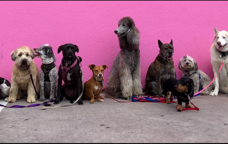 Los perros son fieles acompañantes del ser humano. ESPECIAL/ Foto de Hannah Lim en Unsplash