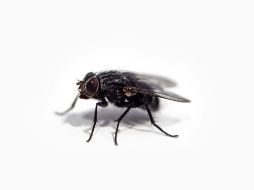 Las moscas tienen un modo especial de alimentarse: regurgitan sobre la comida. ESPECIAL/ Foto de Chris Curry en Unsplash