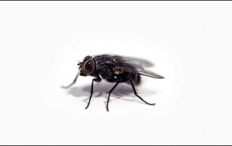 Las moscas tienen un modo especial de alimentarse: regurgitan sobre la comida. ESPECIAL/ Foto de Chris Curry en Unsplash