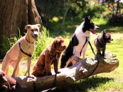 Hay muchas cosas que los perros no toleran de los seres humanos. ESPECIAL/ Foto de Bruce Warrington en Unsplash