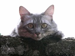 Estas mascotas necesitarán alimentarse con leche formulada para gatos. NOTIMEX/ G- Durán.