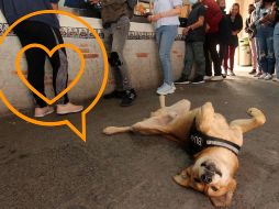 ¿Sabes por qué tiemblan los perros? En esta nota te contamos si deberías preocuparte de ello. SUN / ARCHIVO