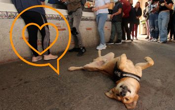 qué hace que un perro tiemble y tiemble