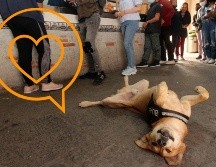 ¿Sabes por qué tiemblan los perros? En esta nota te contamos si deberías preocuparte de ello. SUN / ARCHIVO