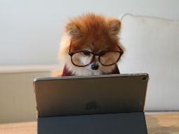 La raza más inteligente es originaria de Escocia e Inglaterra, en donde se utilizaba para pastorear. UNSPLASH / Cookie the Pom