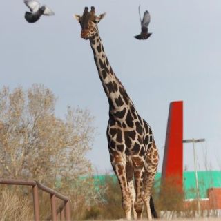 ¿Qué pasará con la jirafa Benito cuando llegue a su nuevo hogar?