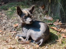 El Xoloitzcuintle  fue enviado por el dios Xólotl. EL INFORMADOR/ ARCHIVO