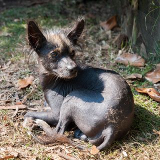 ¿Cuáles son las razas de perros originarias de México?